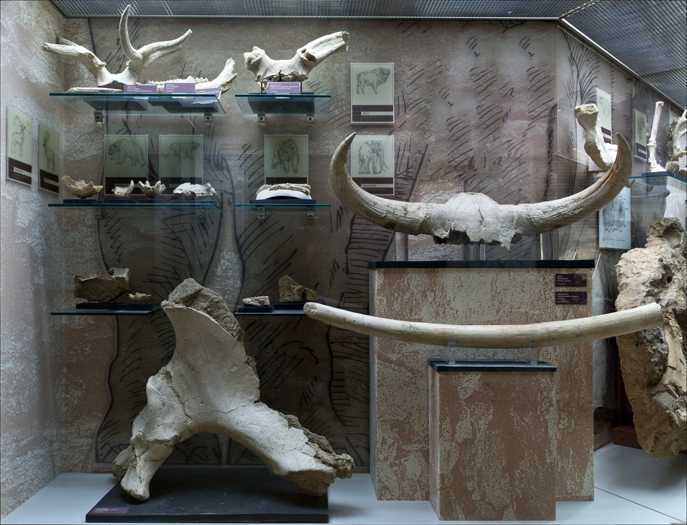 Überreste von Jagdtieren der Altsteinzeit (Foto: H. Arnold)