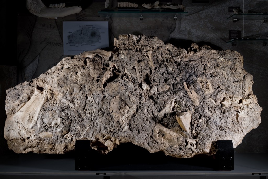 Große Travertinplatte aus dem Zentrum des Lagerplatzes mit Brandschicht und fossilen Resten